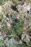 Astragalus schrenkianus. Цветущее растение. Южный Казахстан, горы Алатау (Даубаба), Восточное ущелье. 18.05.2014.