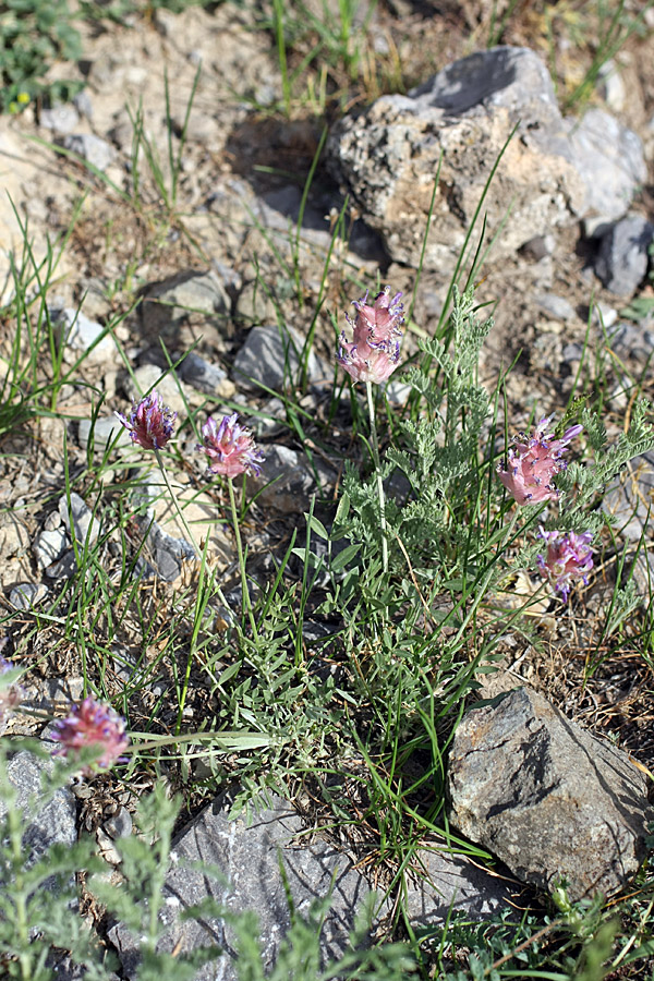 Изображение особи Astragalus schrenkianus.