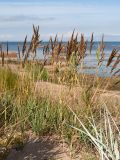 Calamagrostis meinshausenii