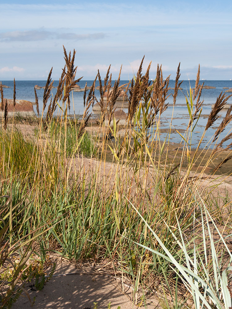 Image of Calamagrostis meinshausenii specimen.