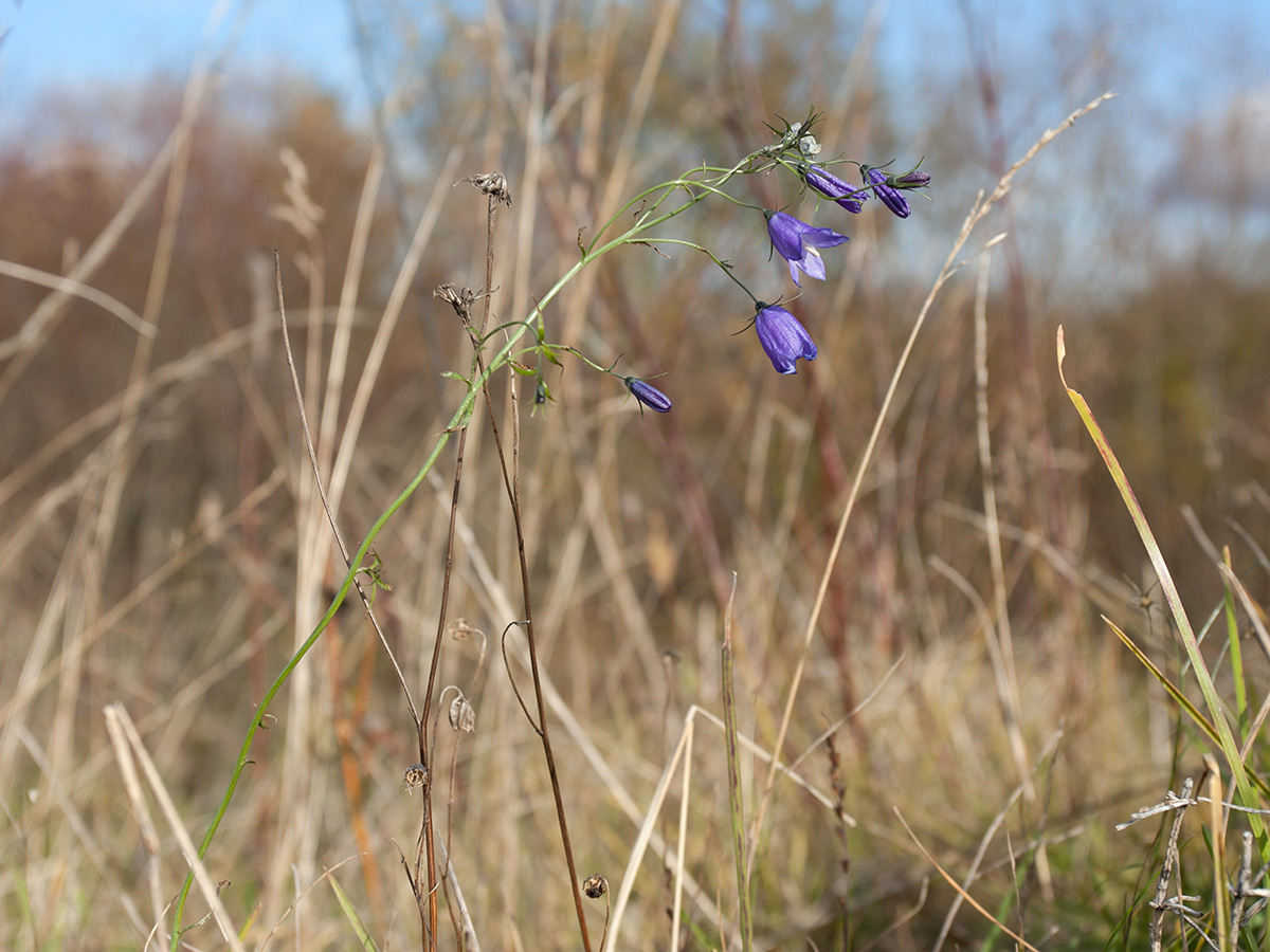 Изображение особи Campanula patula.