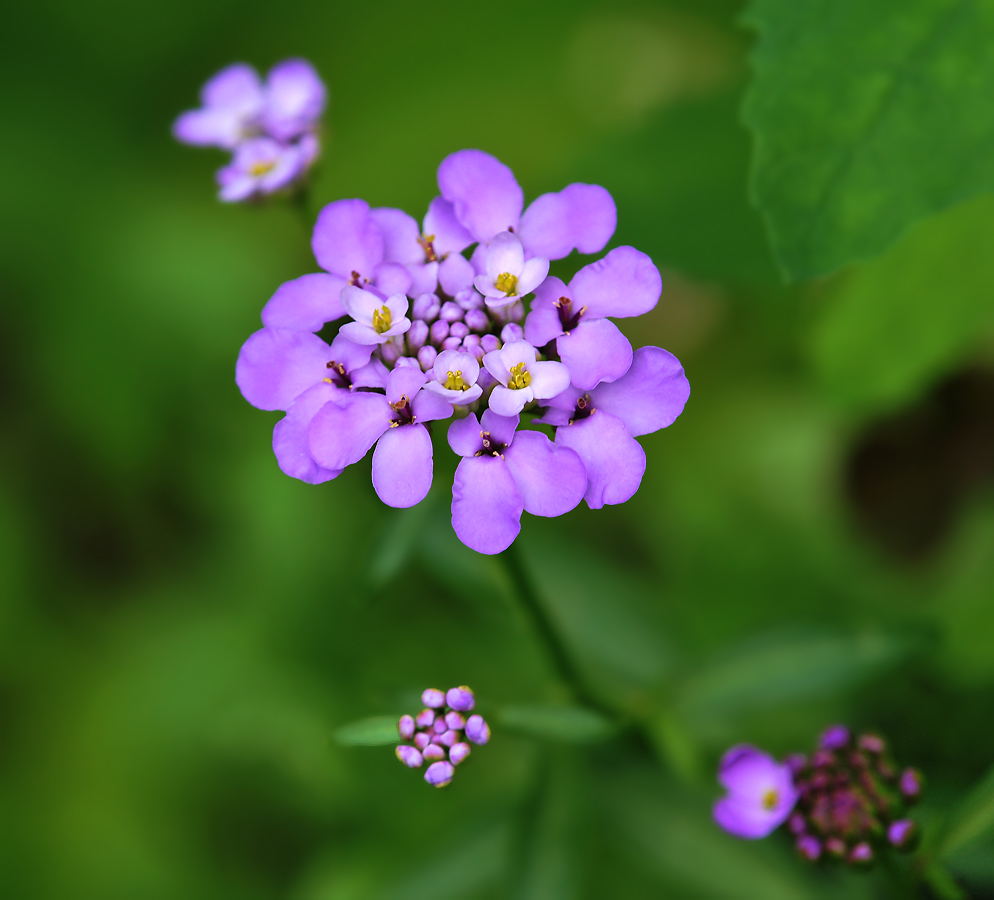 Image of Iberis umbellata specimen.