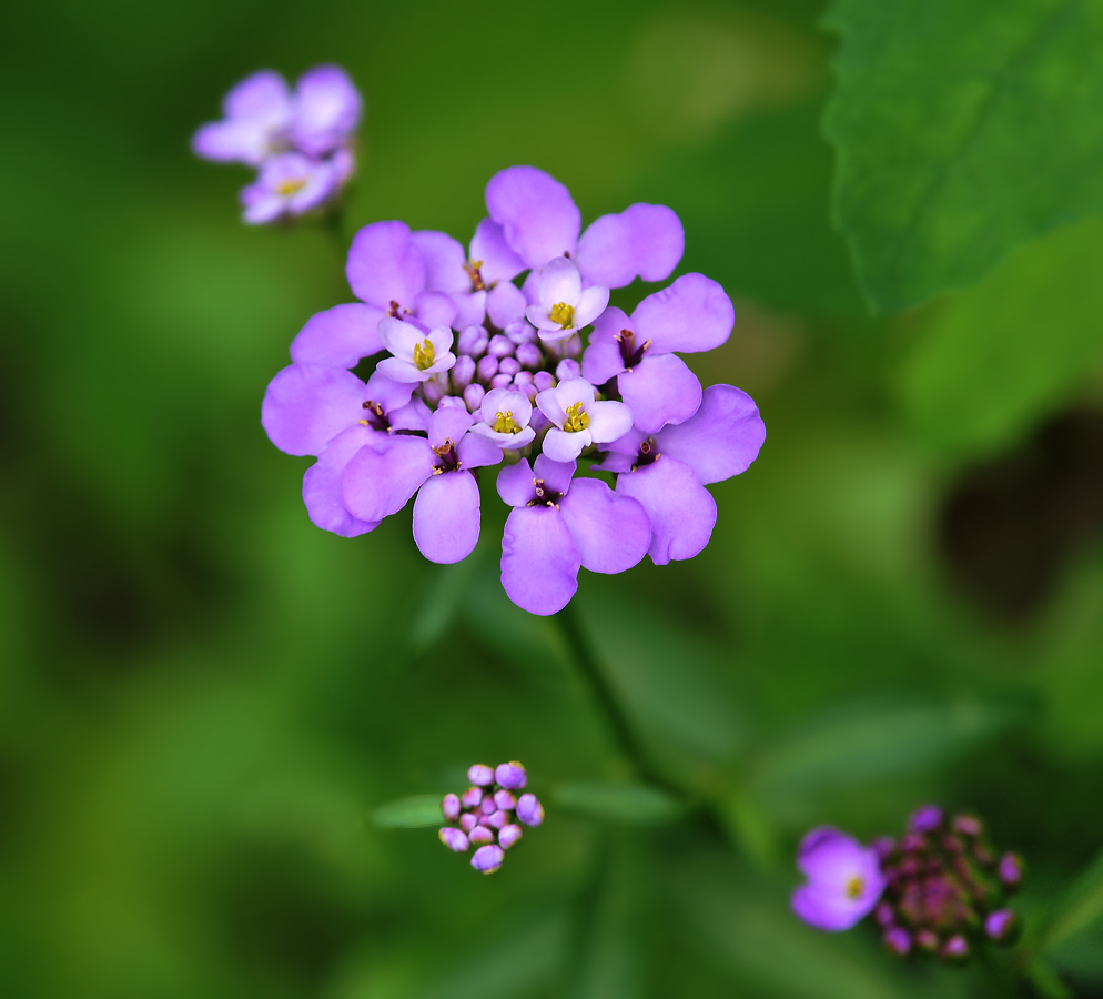 Изображение особи Iberis umbellata.