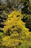 Chamaecyparis pisifera