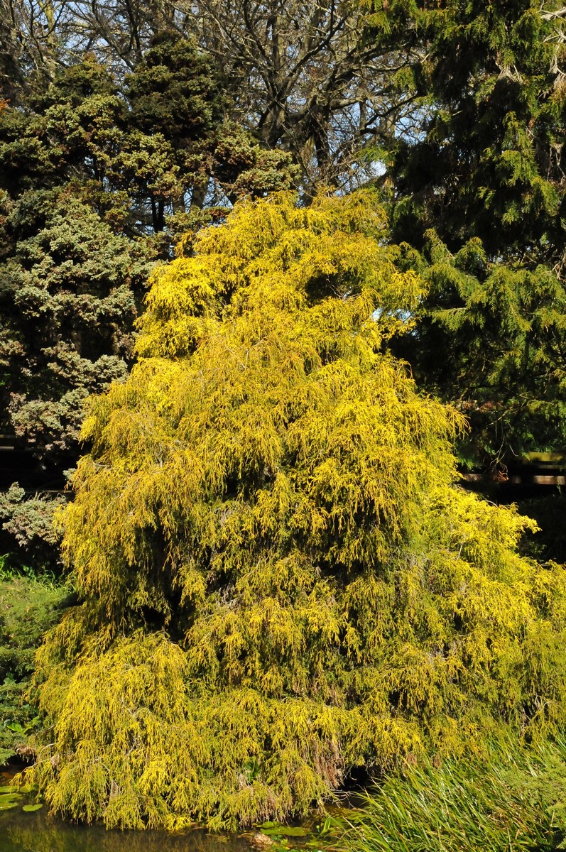 Image of Chamaecyparis pisifera specimen.