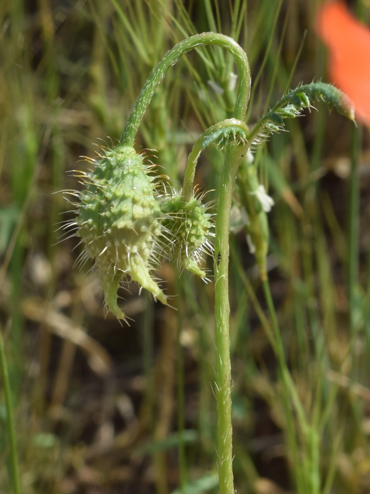 Изображение особи Papaver pavoninum.