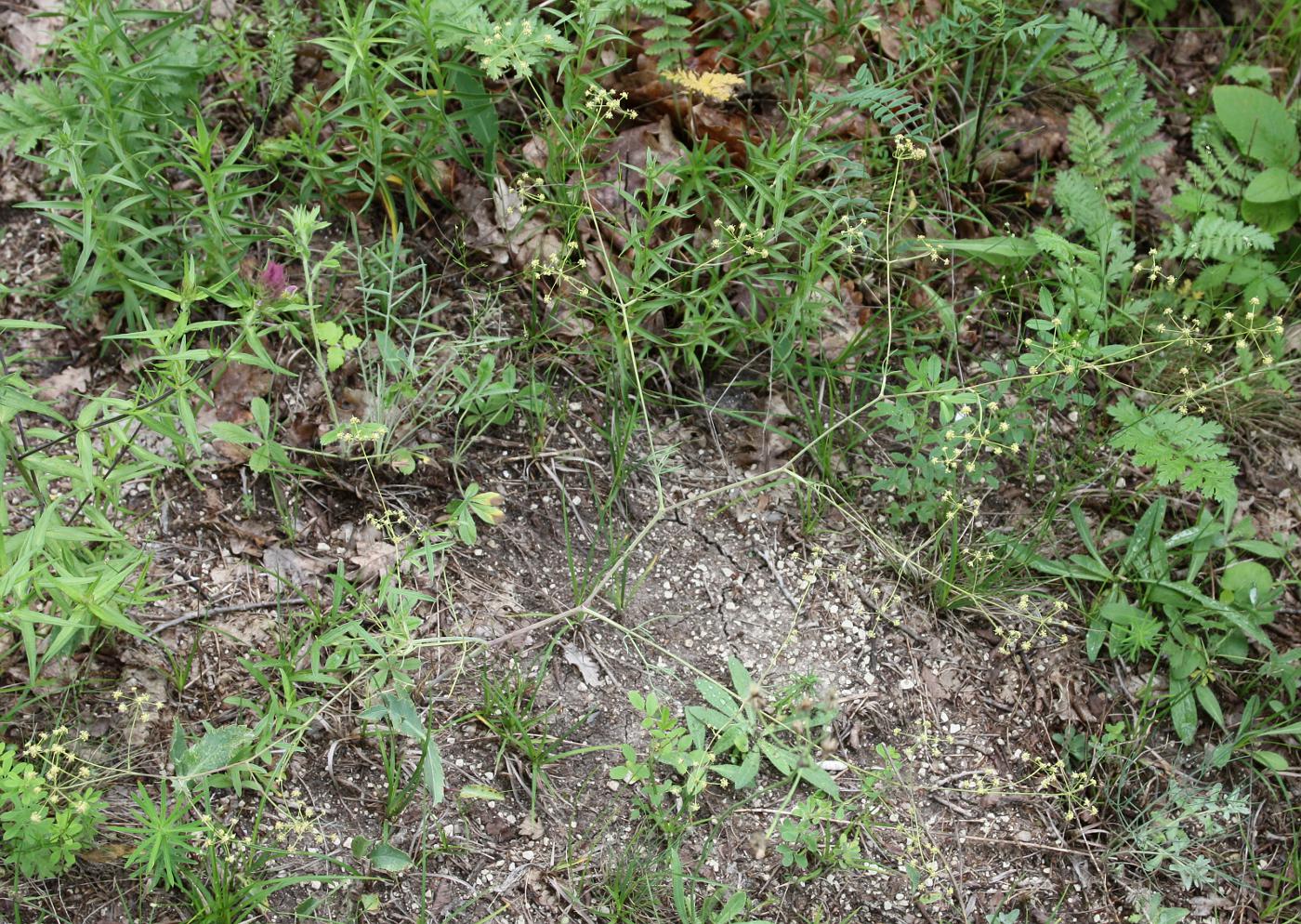Image of Rumia crithmifolia specimen.