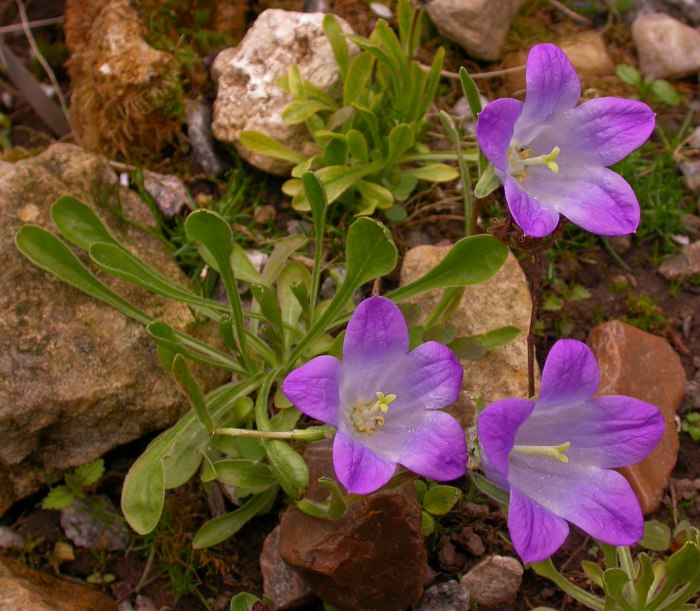 Изображение особи Campanula tridentata.