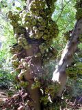 Ficus auriculata. Часть ствола с созревающими соплодиями. Австралия, г. Брисбен, ботанический сад. 30.08.2015.