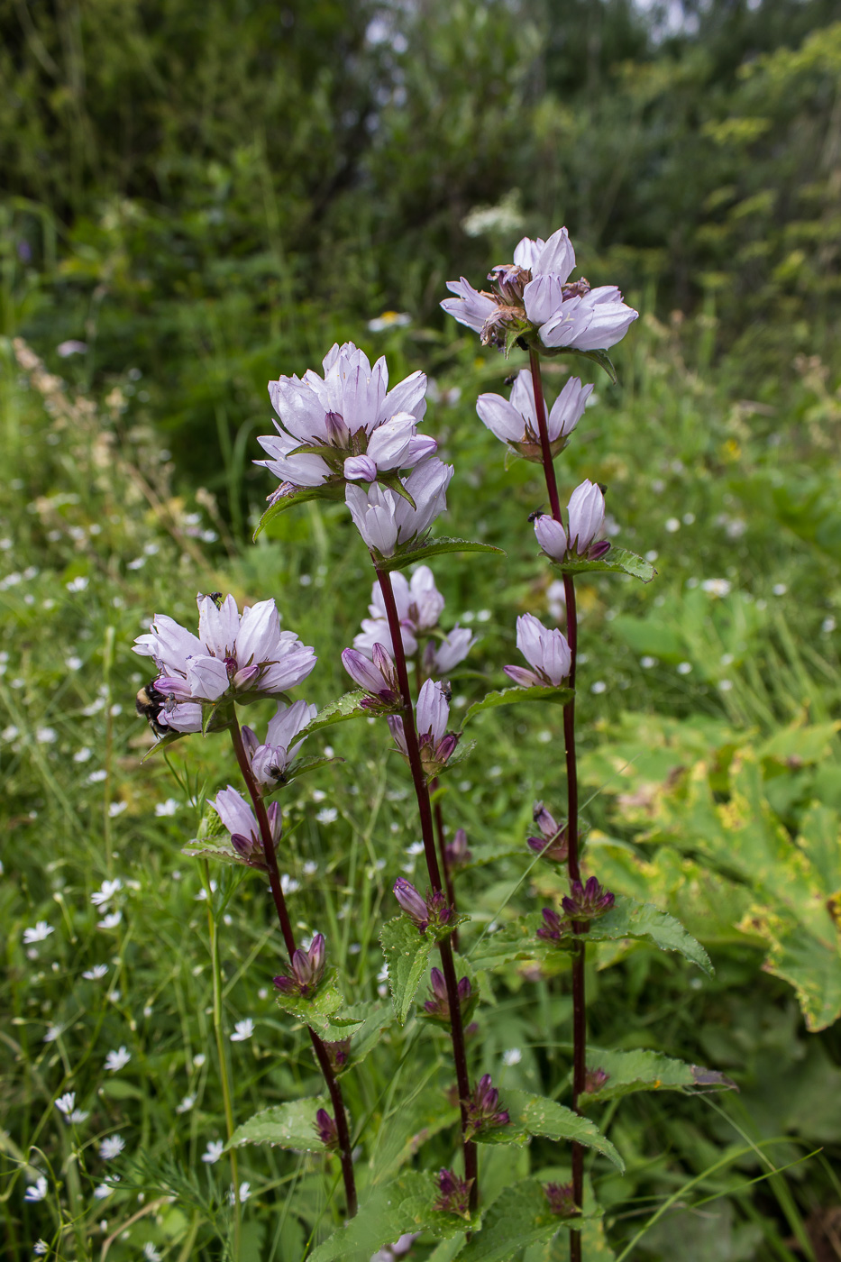 Изображение особи Campanula glomerata.