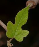 Brachychiton bidwillii