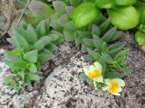 Linaria japonica. Верхушки побегов с цветками и бутонами. Курильские о-ва, о-в Кунашир, окр. дачного пос. Третьяково, побережье Охотского моря. 28 июля 2015 г.