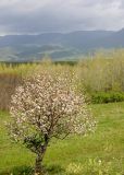 Malus sieversii. Цветущее дерево. Казахстан, Джунгарский Алатау, орографически левый берег р. Коксу ≈ 3 км ниже пос. Рудничный. Начало мая 2012 г.