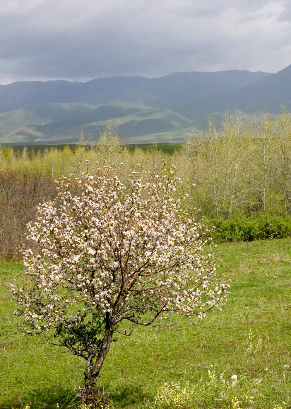 Изображение особи Malus sieversii.