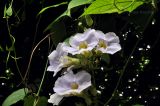 Thunbergia laurifolia