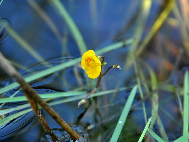 Изображение особи Utricularia vulgaris.