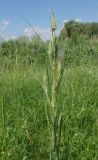 Tragopogon orientalis