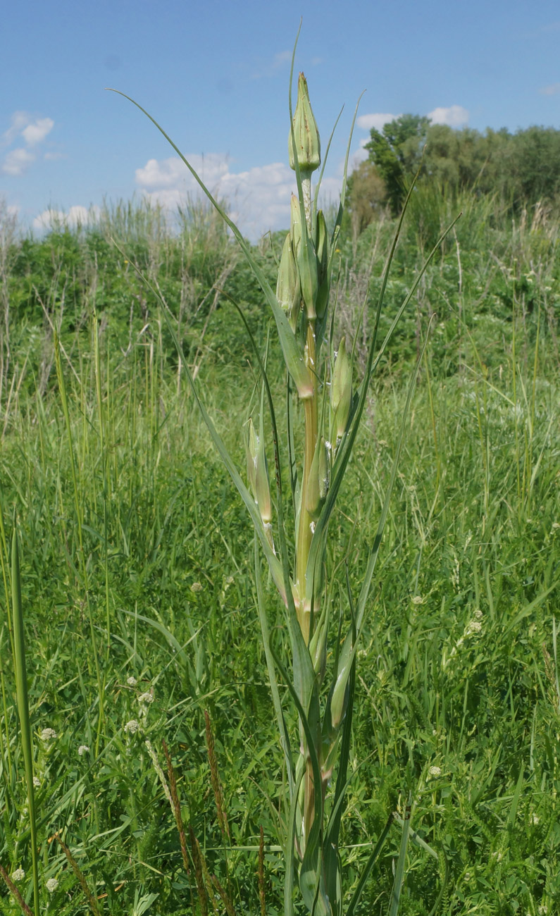 Изображение особи Tragopogon orientalis.