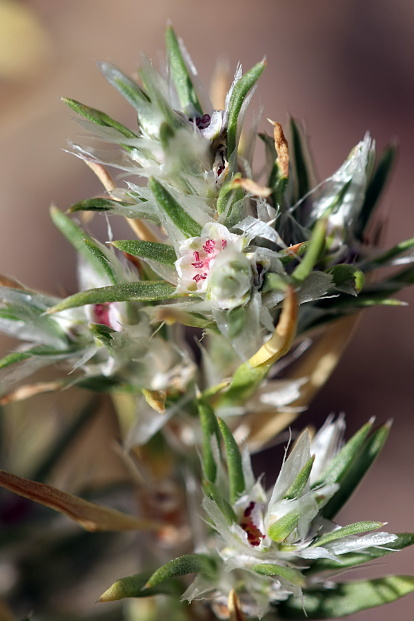 Изображение особи Polygonum paronychioides.