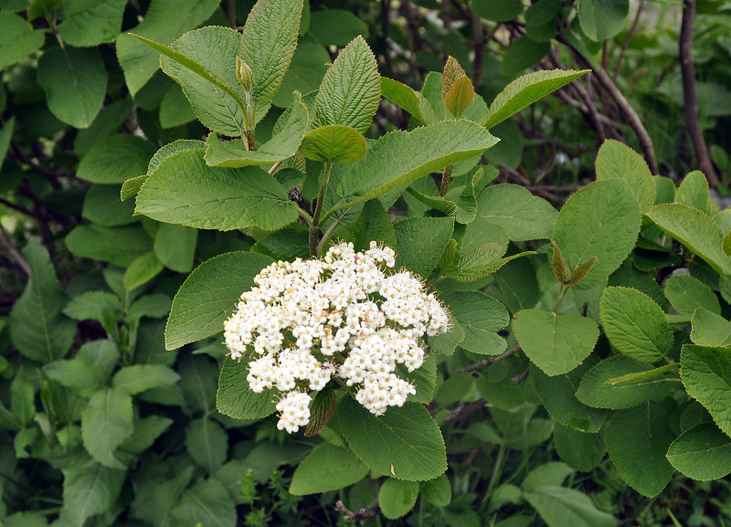 Image of Viburnum lantana specimen.