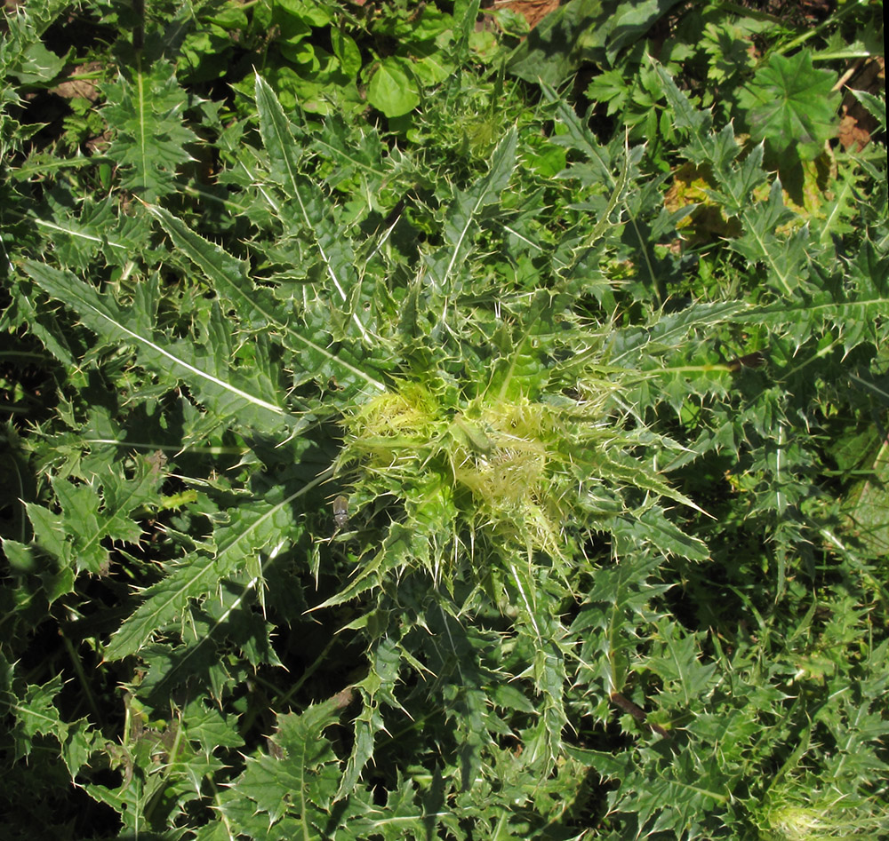 Изображение особи Cirsium obvallatum.