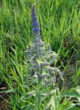 Veronica longifolia