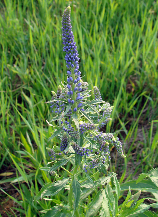 Image of Veronica longifolia specimen.