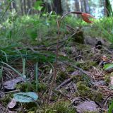 Calypso bulbosa. Плодоносящее растение. Свердловская обл., окр. г. Североуральск, травяно-моховой сосняк с елью на известняках. 12.06.2007.