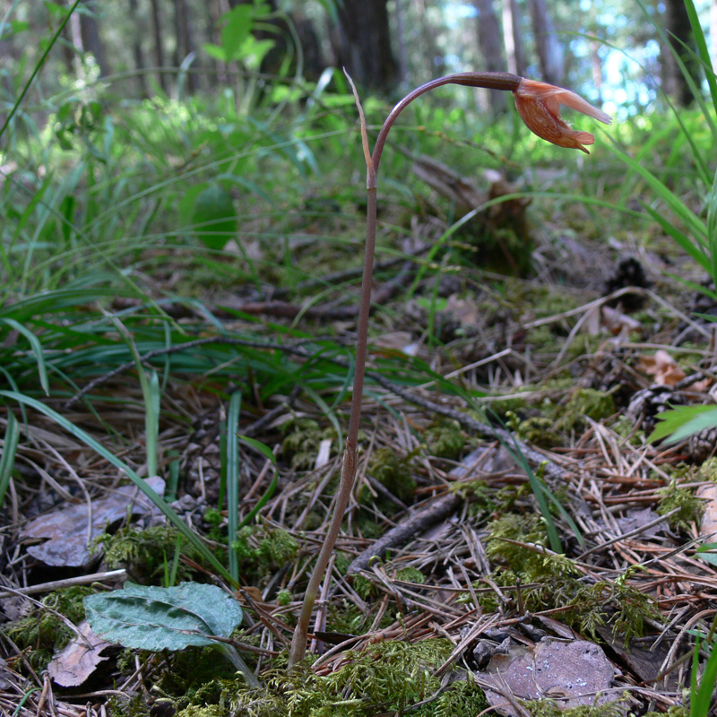 Image of Calypso bulbosa specimen.