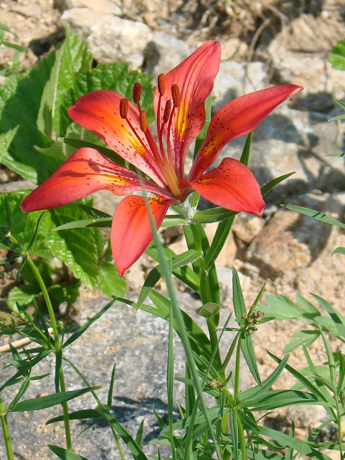 Изображение особи Lilium pensylvanicum.