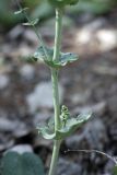 Limonium reniforme