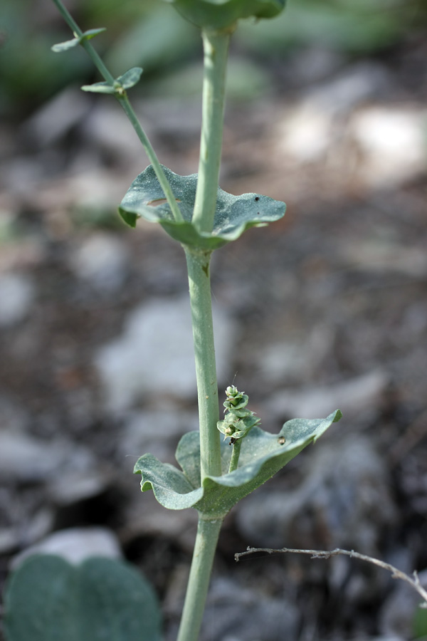 Изображение особи Limonium reniforme.