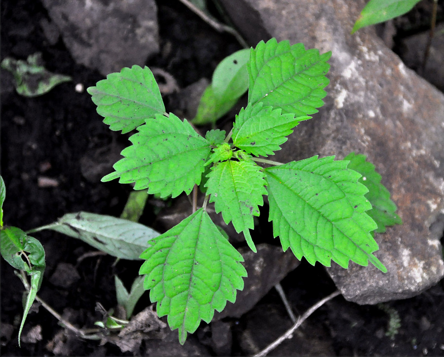 Image of Pilea mongolica specimen.