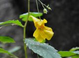 Impatiens noli-tangere. Часть побега с цветком. Приморье, Лазовский р-н, окр. села Беневское, долина р. Еломовский ключ, смешанный лес, берег ручья. 18.08.2015.