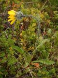 Hieracium alpinum. Цветущее растение, покрытое каплями дождя. Окр. Мурманска, Лисья сопка, тундра. Конец августа 2008 г.