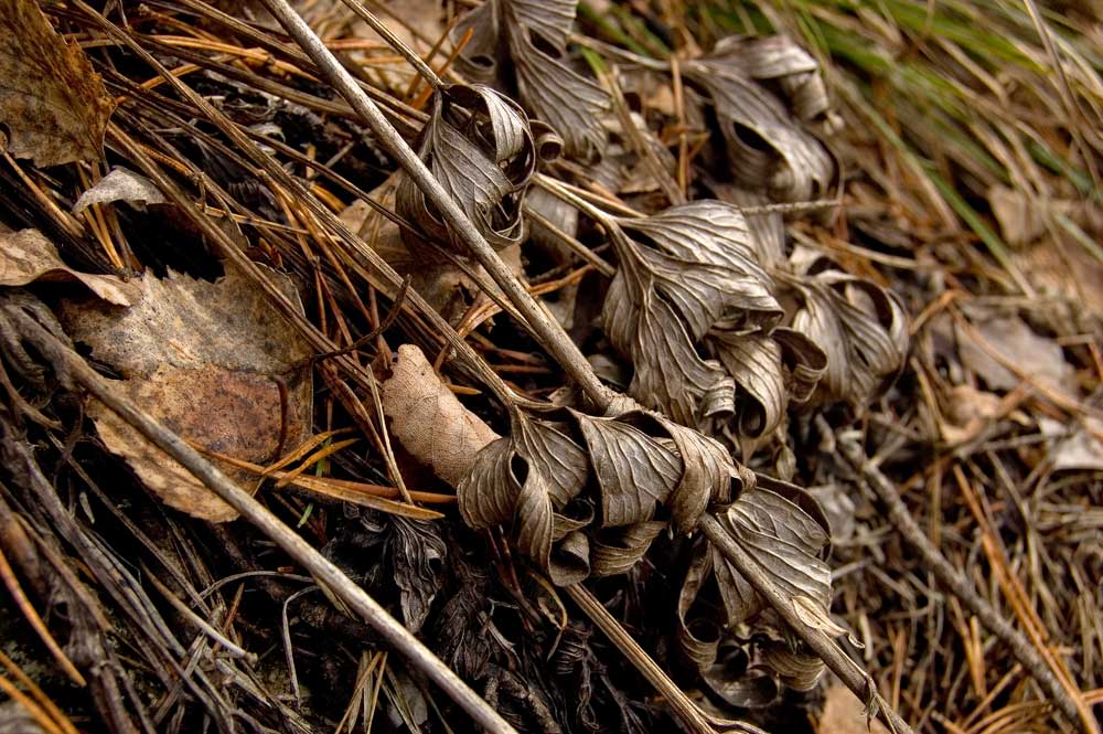 Image of Pulsatilla patens specimen.