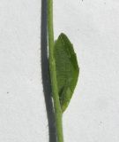 Arabidopsis thaliana