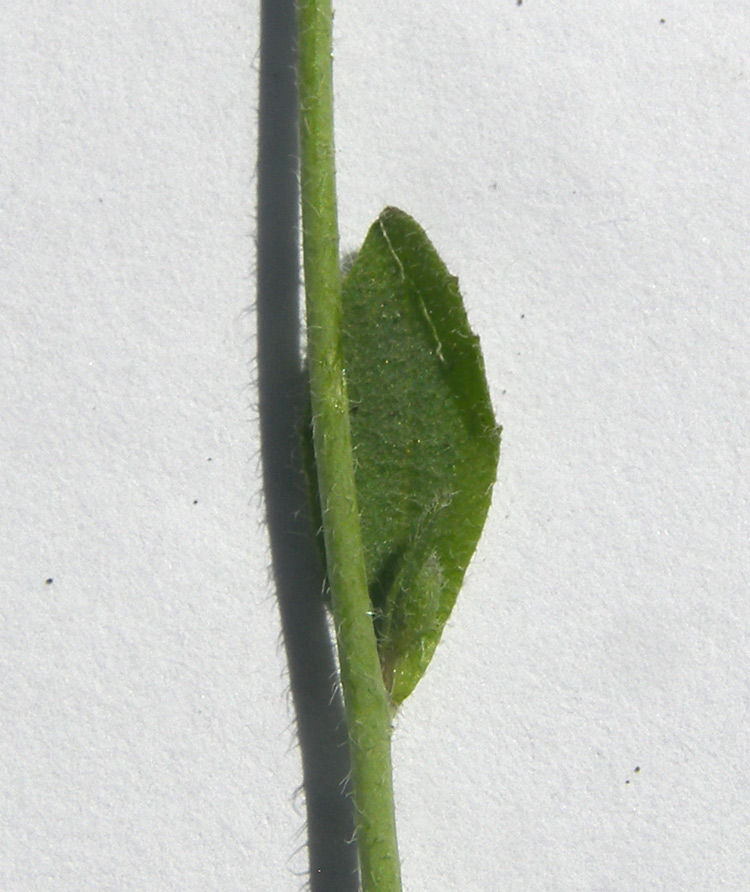 Image of Arabidopsis thaliana specimen.