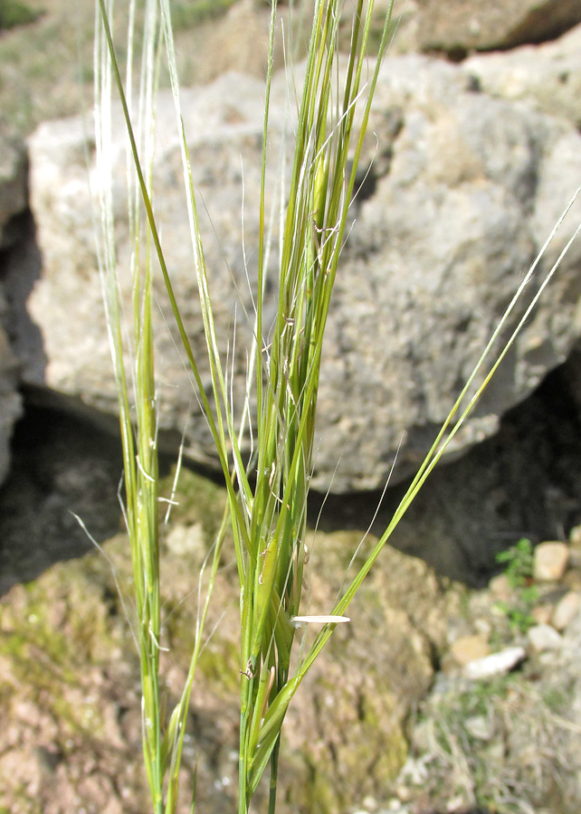 Изображение особи Stipa lithophila.