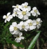 Achillea biserrata. Цветки. Краснодарский край, м/о г. Геленджик, хр. Маркотх, гора Солдатская, дубово-грабовый лес с примесью клёна и липы. 09.05.2016.