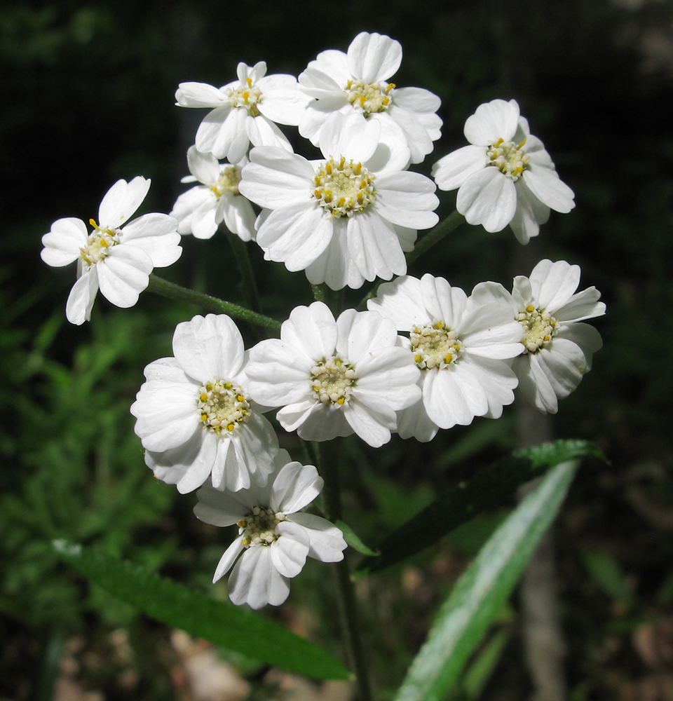 Image of Achillea biserrata specimen.