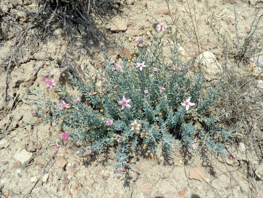 Image of Reaumuria cistoides specimen.