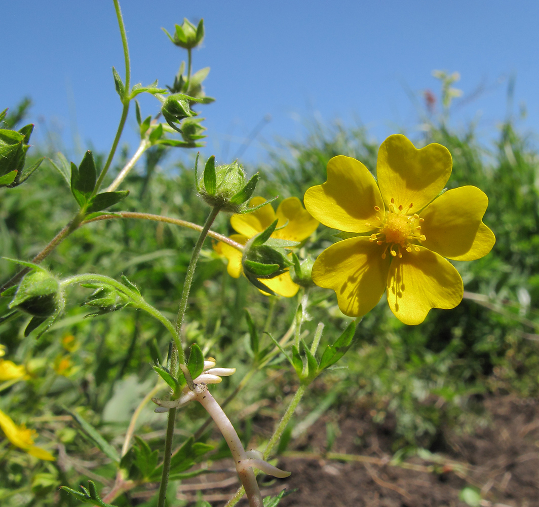Image of Potentilla caucasica specimen.