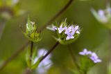 Sherardia arvensis