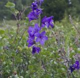 Polemonium caeruleum