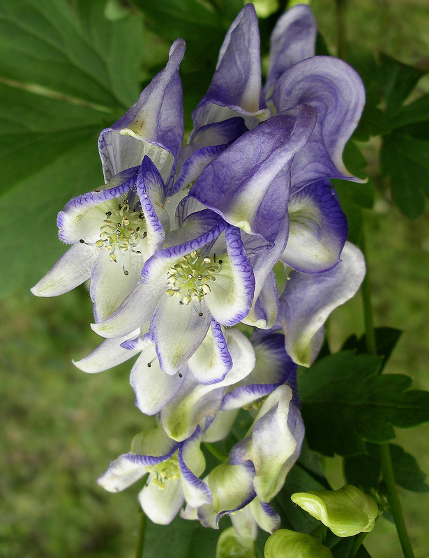 Изображение особи Aconitum axilliflorum.