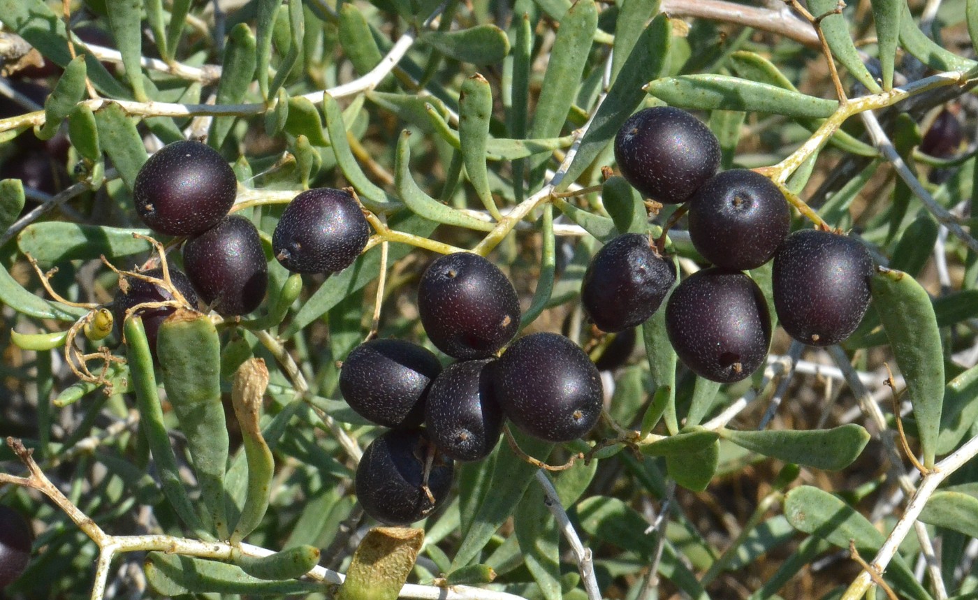 Image of Nitraria schoberi specimen.