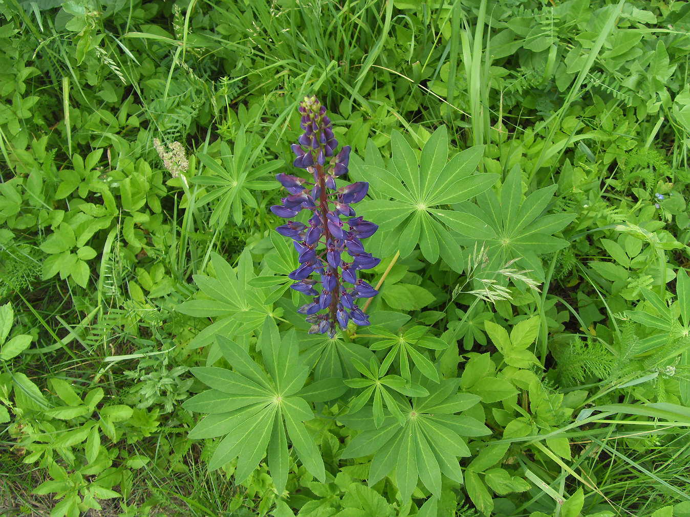 Изображение особи Lupinus polyphyllus.