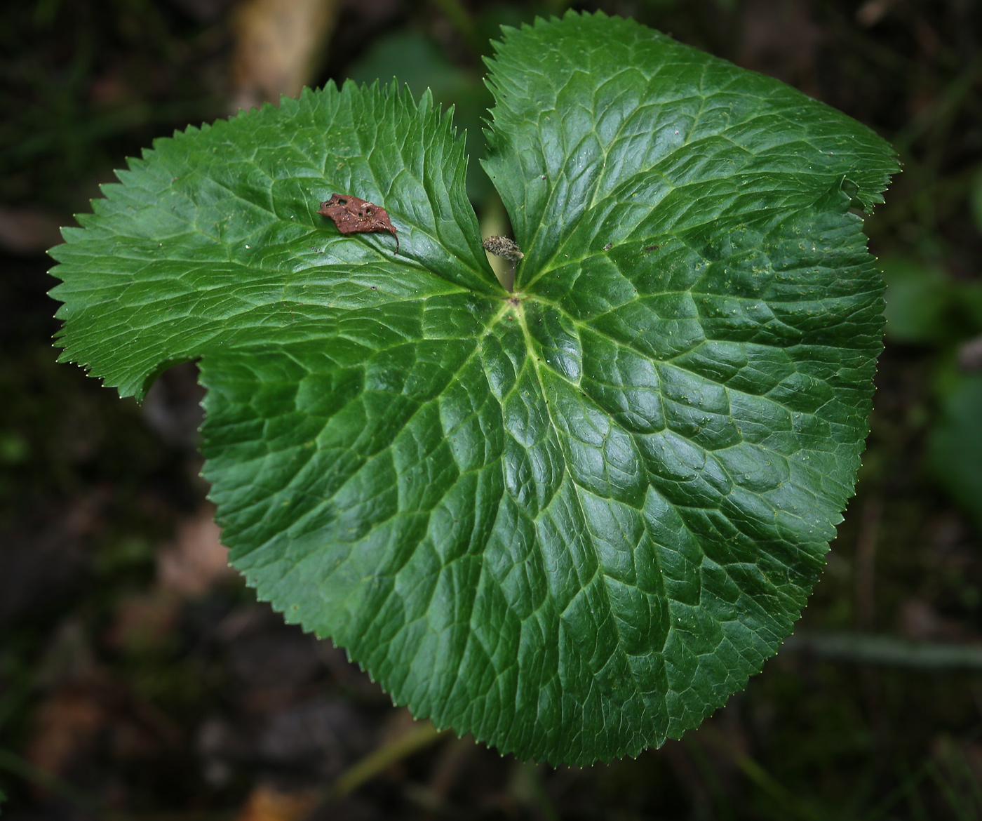 Image of Caltha palustris specimen.