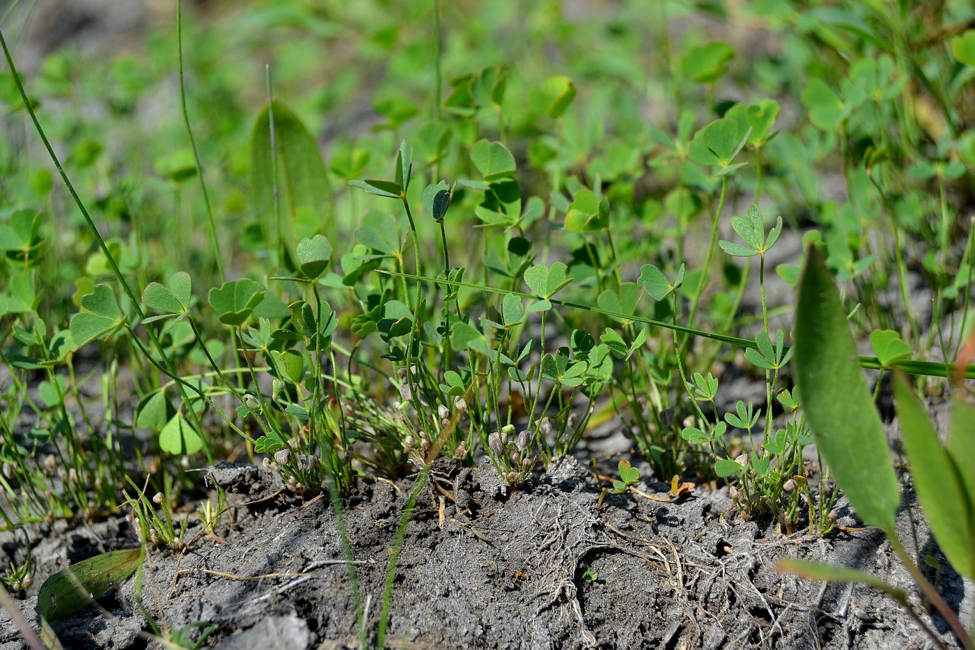 Изображение особи Marsilea aegyptiaca.